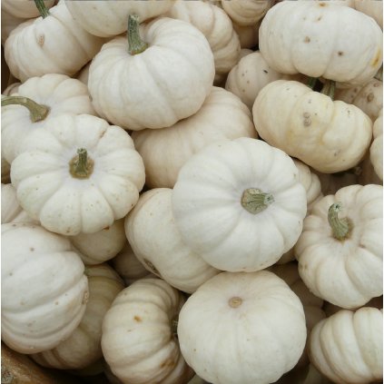 489 dyne okrasna baby boo bio