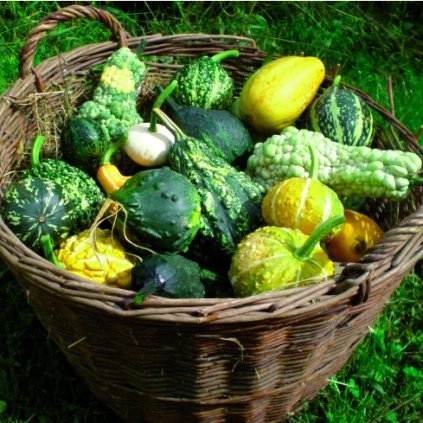 492 dyne okrasna drobnoplodna smes bio