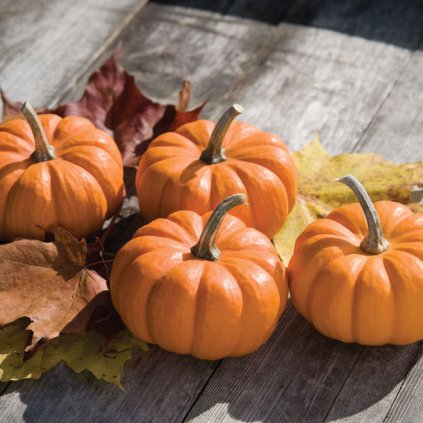 495 dyne okrasna jack be little bio