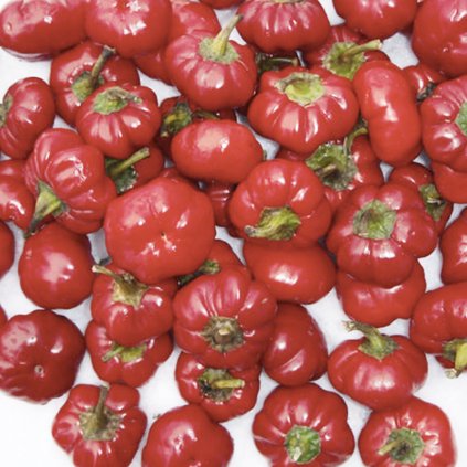 5134 paprika paradiso