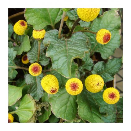 5179 1 plamatka zelna champagneblod spilant