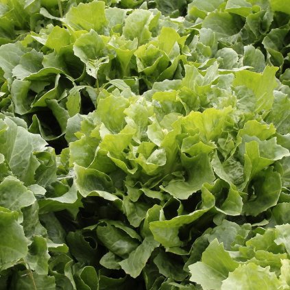 5182 salat sterbak batavian green