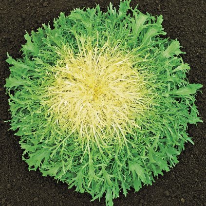 5188 salat sterbak yellow heart