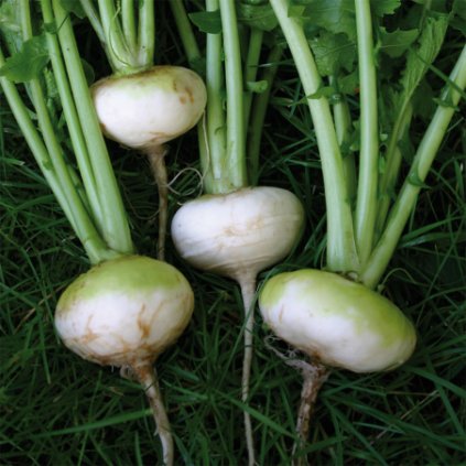 5194 vodnice kvetnova placata