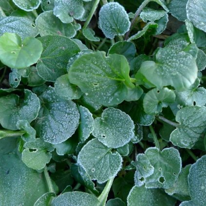 5200 barborka obecna rericha