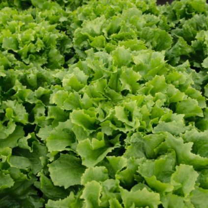 5209 cekanka listova eros