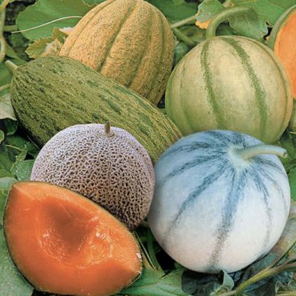 5227 meloun cukrovy miscuglio di milano milanska smes