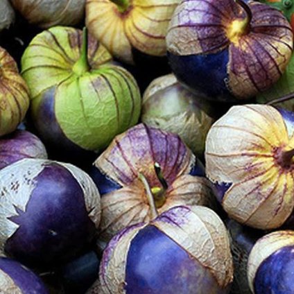 5233 mochyne mexicka fialova