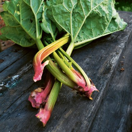 5239 rebarbora victoria