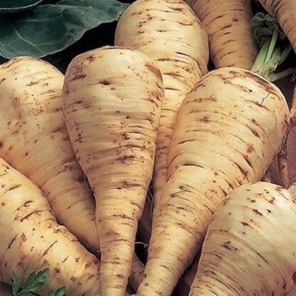 5251 pastinak the guernsey