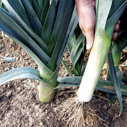 5254 porek st victor