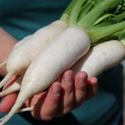 5263 turin starofrancouzsky