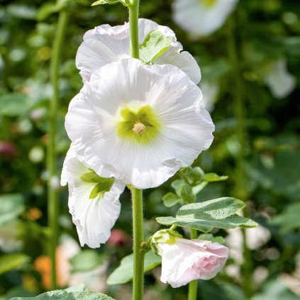 5266 proskurnik topolovka bila