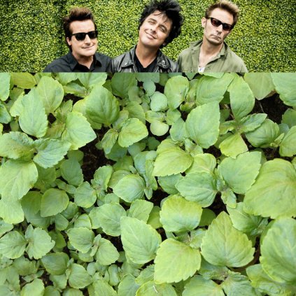 5275 perila zelena a green day