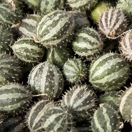 5278 okurka velka angrestova