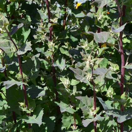 5281 lebeda zahradni