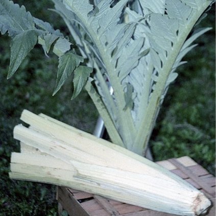 5287 artycok kardovy ivory white