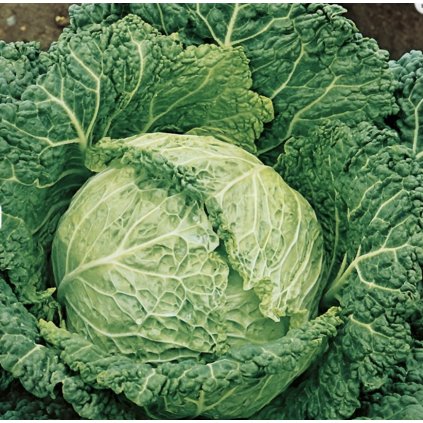 5290 1 kapusta hlavkova savoy aubervilliers