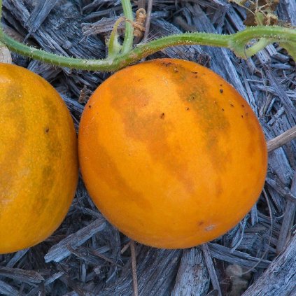 5296 meloun granatove jablko queen ann s pocket