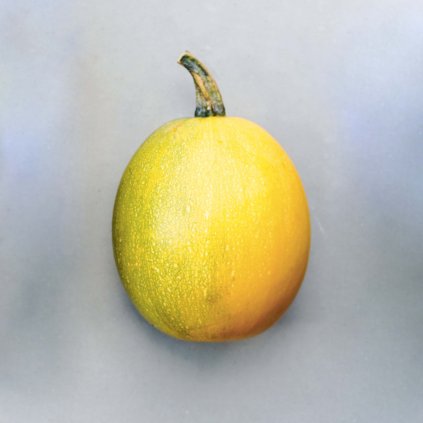 5305 dyne spagetova mini