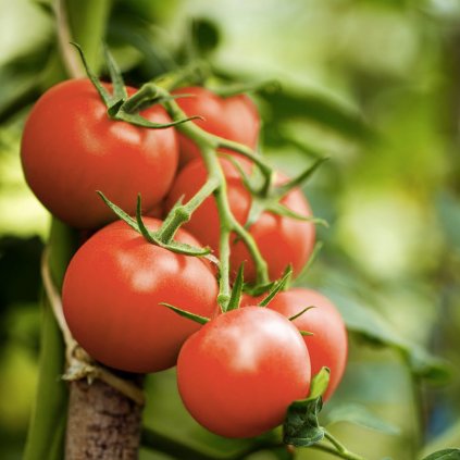 5335 rajce primabella