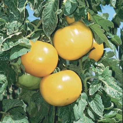 5359 rajce lemon boy