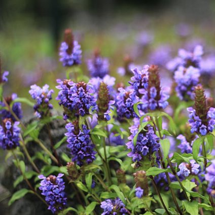 5368 cernohlavek obecny