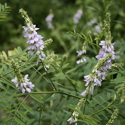 5377 jestrabina lekarska kulturni