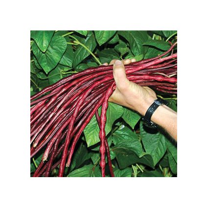 537 fazole cervene nudlove z ciny