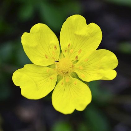 5384 mochna stribrna