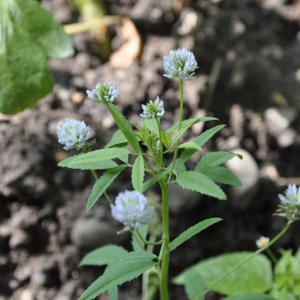 5385 piskavice modra