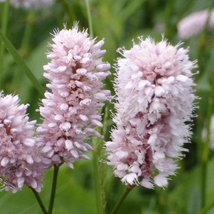 5386 rdesno hadi koren