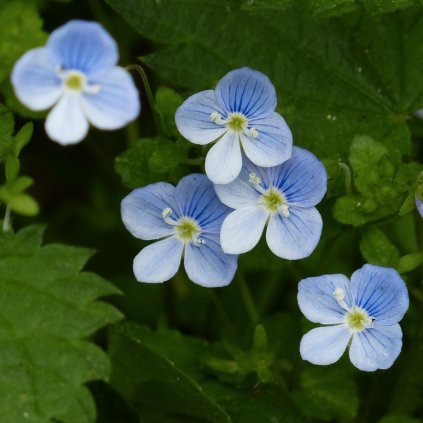 5387 rozrazil lekarsky