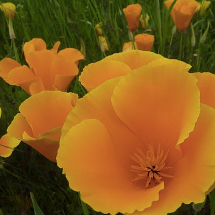 5391 sluncovka kalifornska