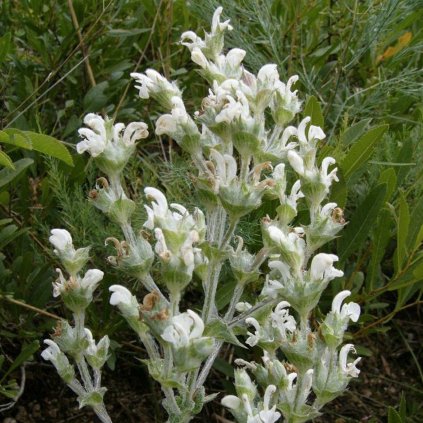 5393 salvej etiopska