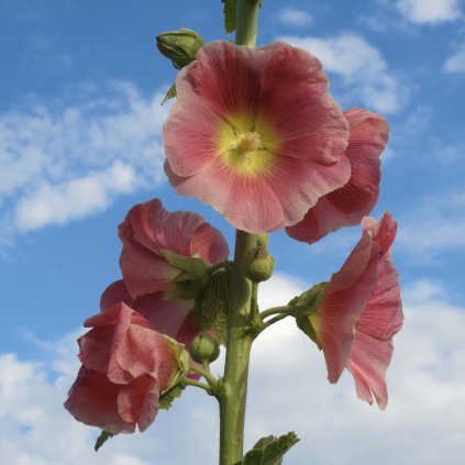 5394 proskutnik topolovka ruzova