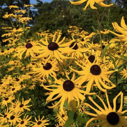 5397 trapatka tennessee