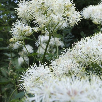 5398 tuzebnik jilmovy