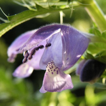5400 vcelnik moldavsky turecka medunka