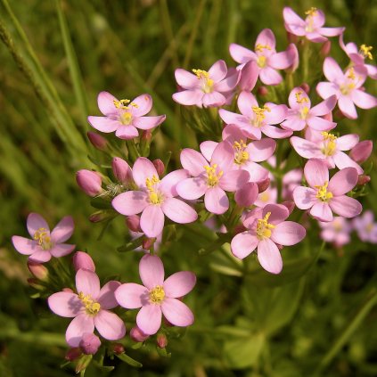 5403 zemezluc lekarska