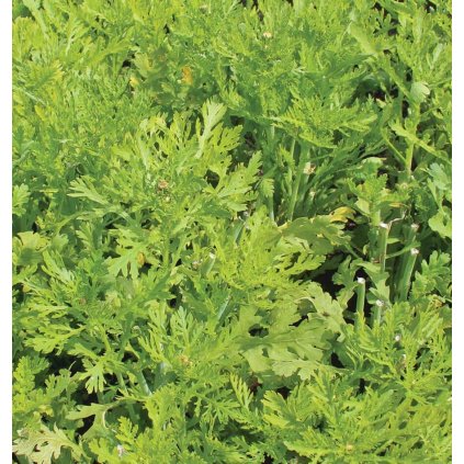 540 chryzantema jedla maiko