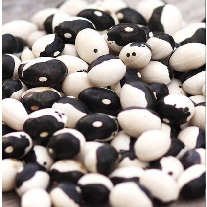 546 fazolky jing a jang