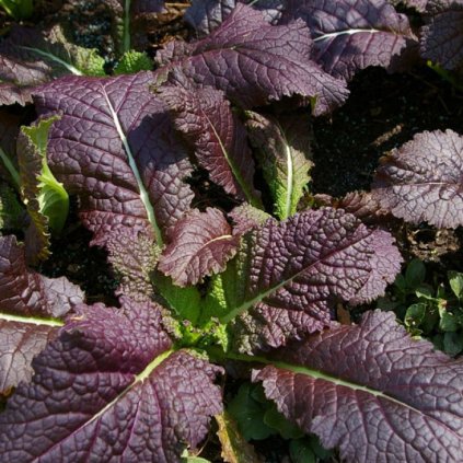 558 horcice cinska red giant