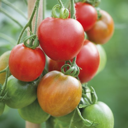 5682 rajce tyckove stupicke sklenikove