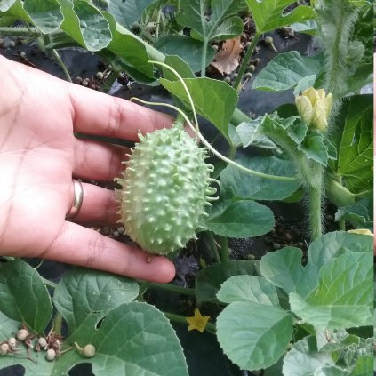 5829 okurka west india burr gherki anguria