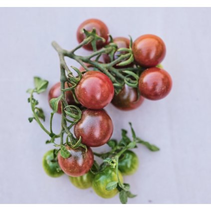 5844 rajce black opal