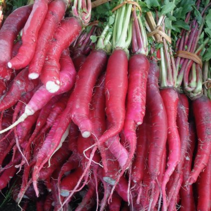 585 redkvicka cinska ruzovka