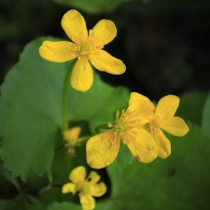 5865 vlastovicnik vetsi