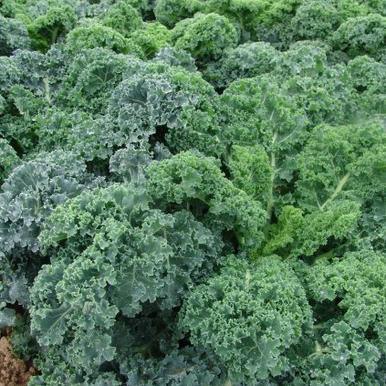 5901 kaderavek kapral