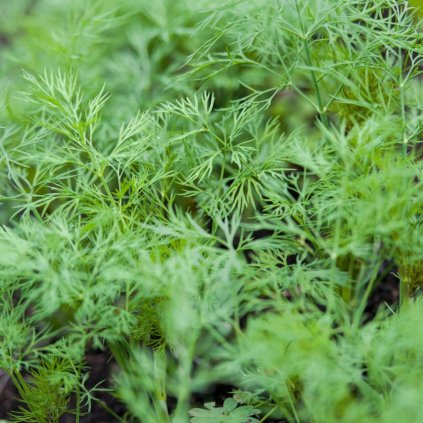 5916 kopr vonny moravan